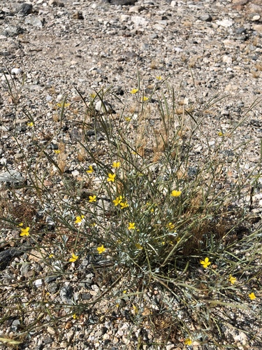 iNaturalist observation photo of Little Gold Poppy