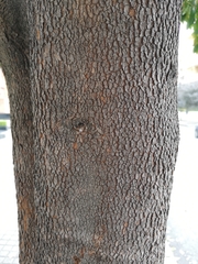 Syzygium phillyreifolium