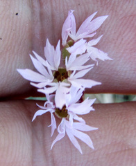 Lithophragma parviflorum