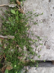 Sagina procumbens