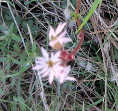 Lithophragma parviflorum