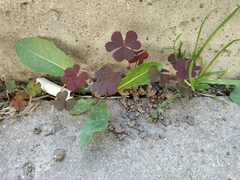 Oxalis stricta rufa