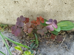 Oxalis stricta rufa