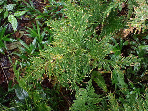 Selaginella lyallii, photograph 4