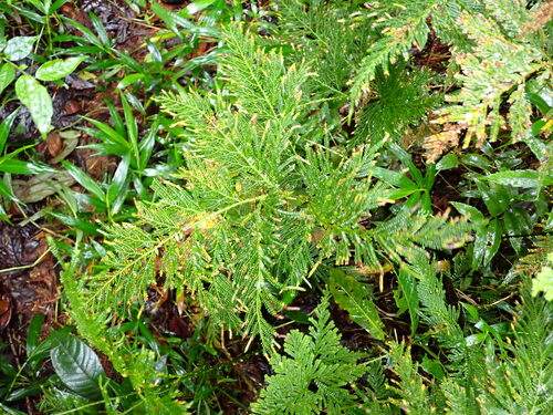 Selaginella lyallii, photograph 3