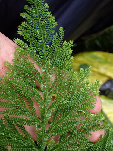 Selaginella lyallii, photograph 6