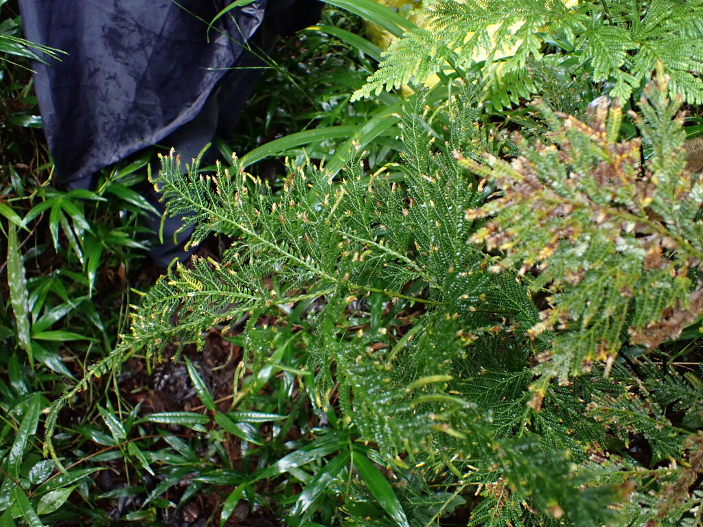 Selaginella lyallii; photograph (c) Louis Aureglia, some rights reserved (CC BY)