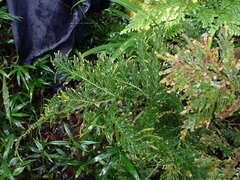 Selaginella lyallii