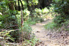 Amorphophallus hirtus