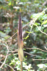 Amorphophallus hirtus