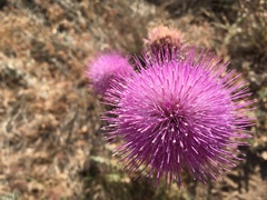 Cirsium neomexicanum
