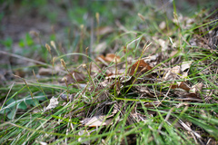 Carex pediformis macroura