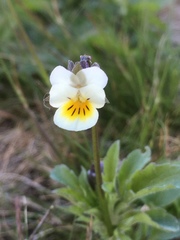 Viola arvensis
