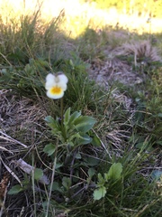 Viola arvensis