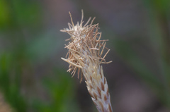 Carex pediformis macroura