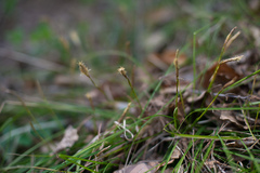 Carex pediformis macroura