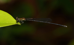 Prodasineura croconota