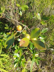 Psidium cattleianum