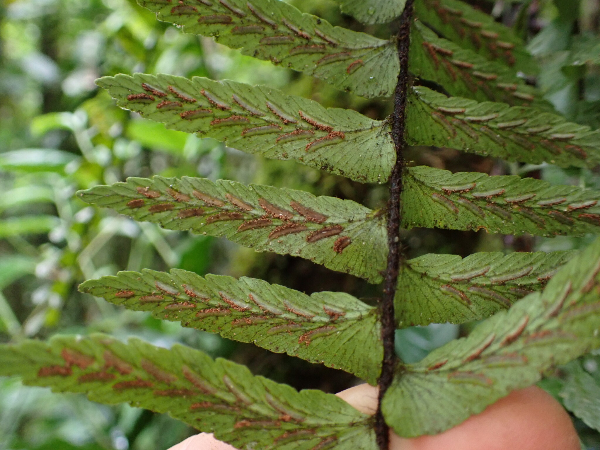 Asplenium pellucidum