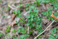 Thalictrum minus