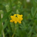 Common Bird's-foot Trefoil - Photo (c) Mark Warman, some rights reserved (CC BY-NC), uploaded by Mark Warman