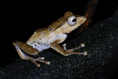 False File-Eared Tree Frog photo 5
