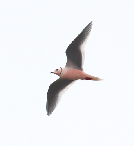 Gaviota rosada (Rhodostethia rosea)