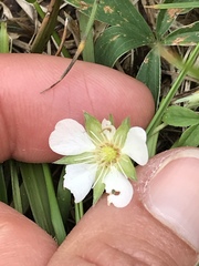 Potentilla alba