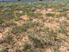 Sisymbrium linifolium