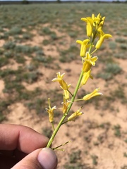 Sisymbrium linifolium