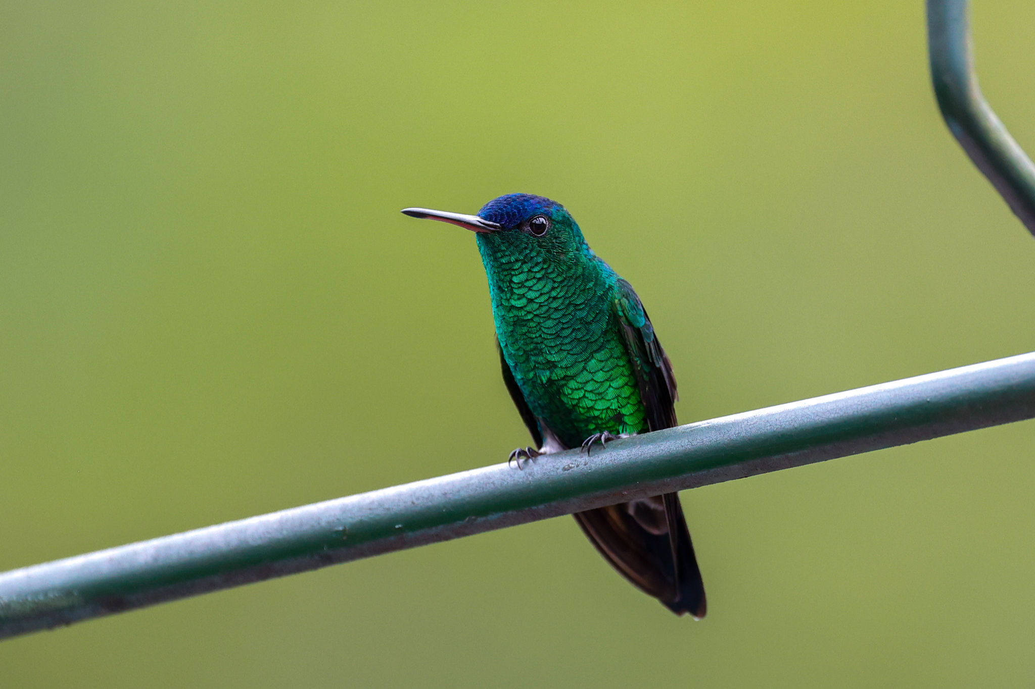 Indigo-capped Hummingbird illustration