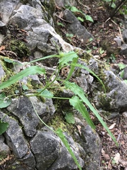 Phyteuma scheuchzeri