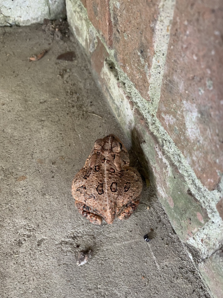 Southern Toad from Bear Grass Rd, Williamston, NC, US on May 27, 2024