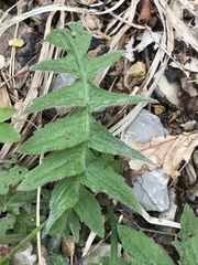 Cirsium erisithales