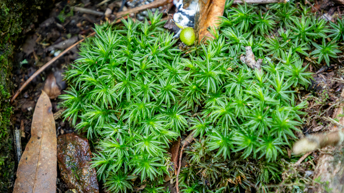 Atrichum cylindricum, 2024-05-26