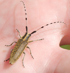 Agapanthia dahli