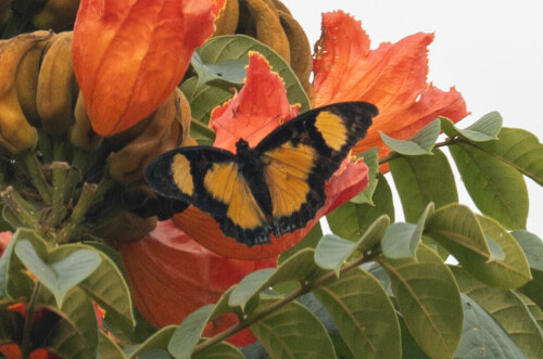 Euphaedra Charaxes
