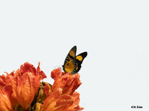 Euphaedra Charaxes