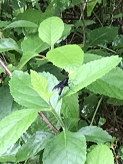 Gnamptopelta obsidianator