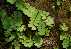 Adiantum philippense