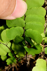 Adiantum philippense