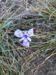 Moraea stricta