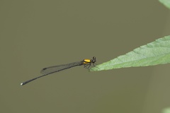 Prodasineura croconota