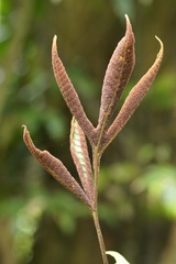 Tectaria harlandii