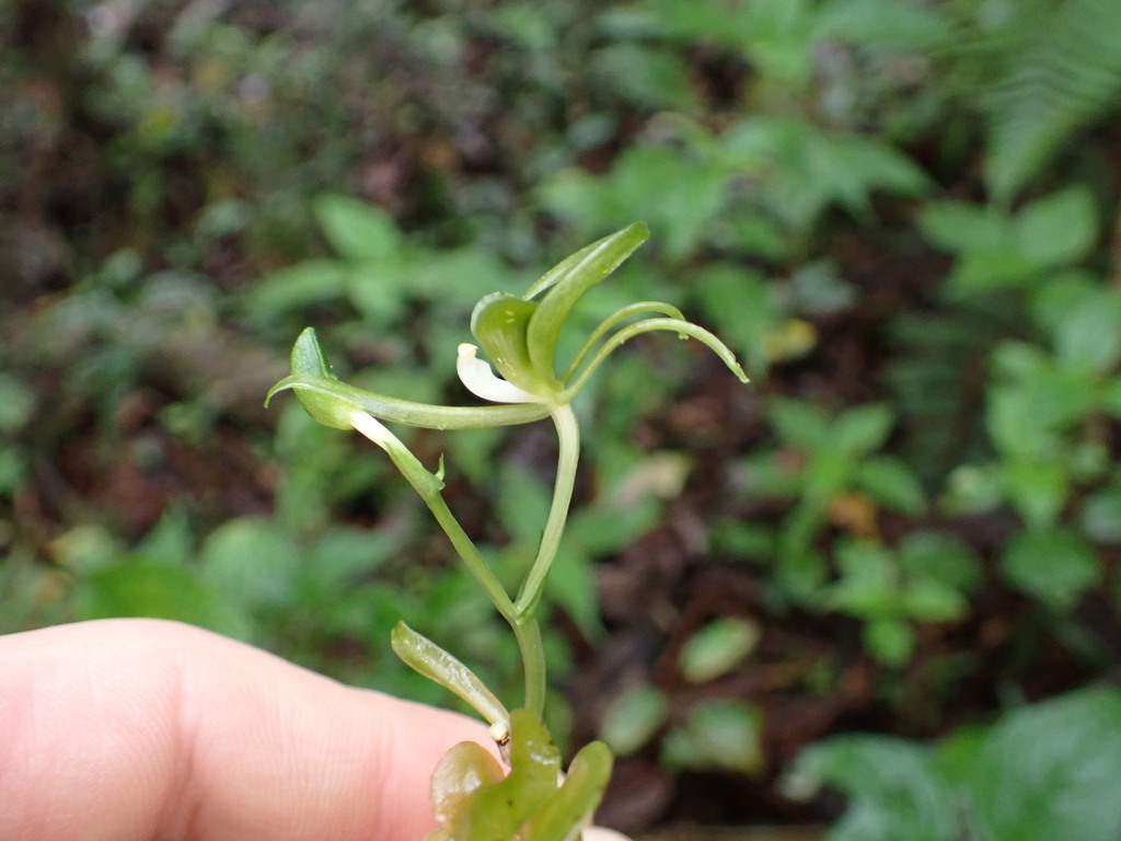 Liparis imerinensis
