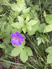 Geranium nodosum