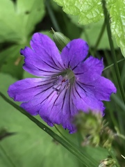 Geranium nodosum