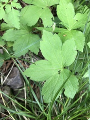 Geranium nodosum
