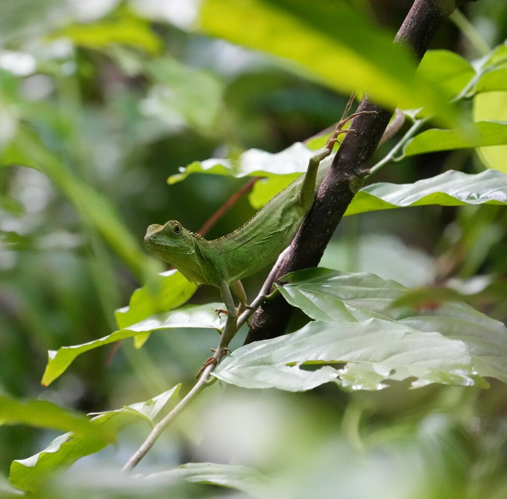 Solomons Tree Dragon