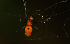 Argyrodes miniaceus